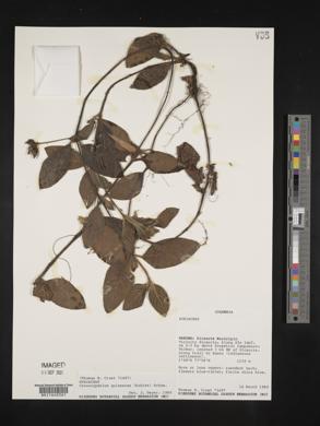 Coccocypselum guianense image