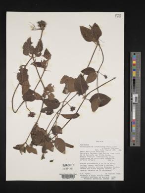 Coccocypselum lanceolatum image