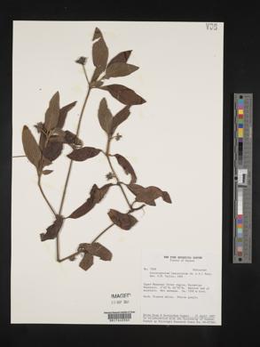 Coccocypselum lanceolatum image