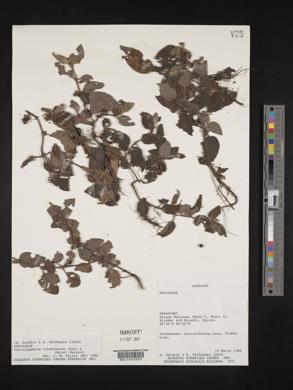 Coccocypselum lanceolatum image