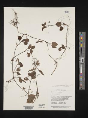 Coccocypselum herbaceum image