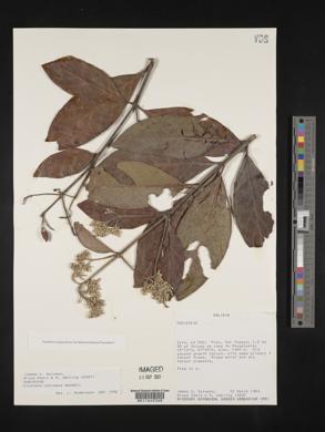 Cinchona calisaya image