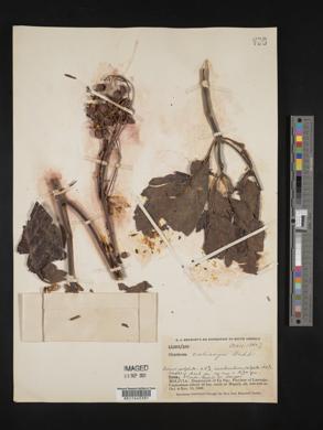 Media resource of Cinchona calisaya