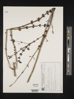 Declieuxia deltoidea image