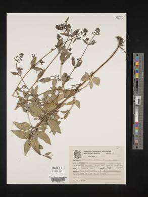 Declieuxia dusenii image