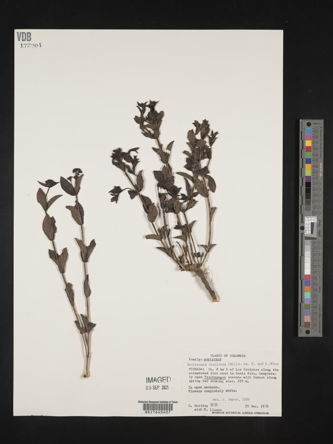 Declieuxia fruticosa image
