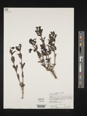 Declieuxia fruticosa image