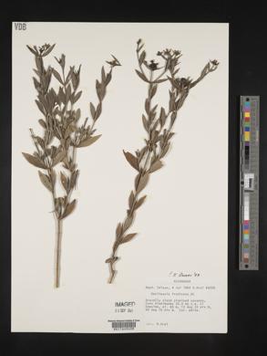 Declieuxia fruticosa image