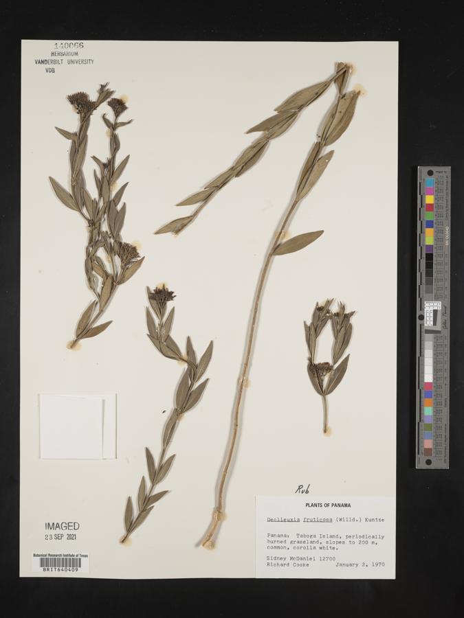 Declieuxia fruticosa image
