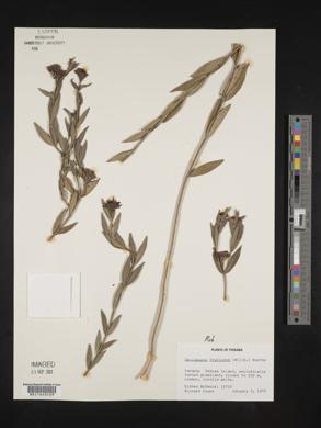 Declieuxia fruticosa image