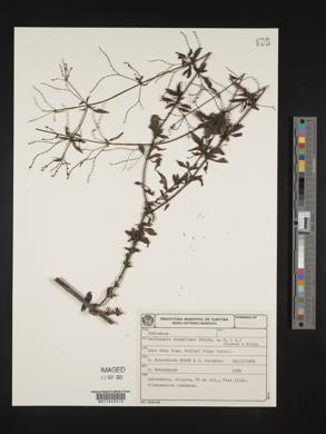 Media resource of Declieuxia tenuiflora