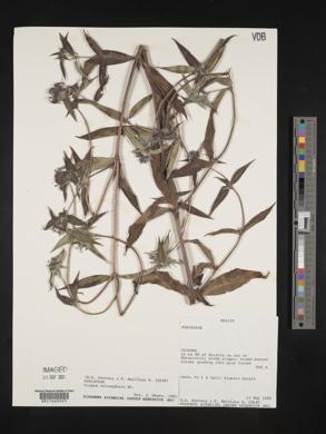 Crusea calocephala image