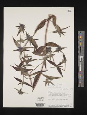 Crusea calocephala image
