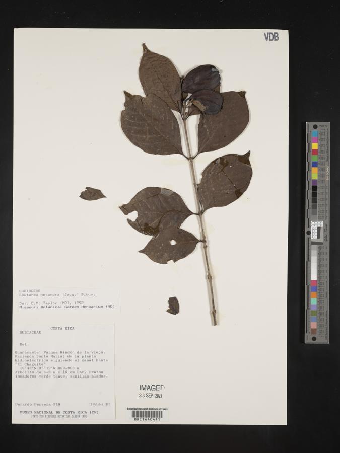 Coutarea hexandra image