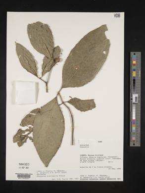 Coussarea brevicaulis image