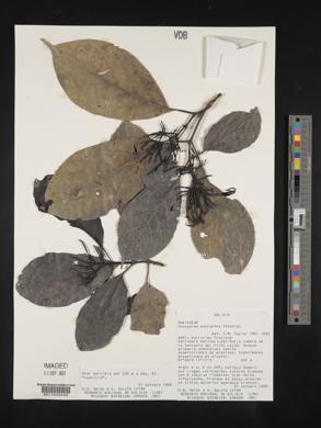 Coussarea macrophylla image