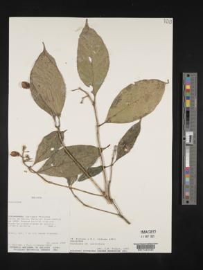 Coussarea paniculata image