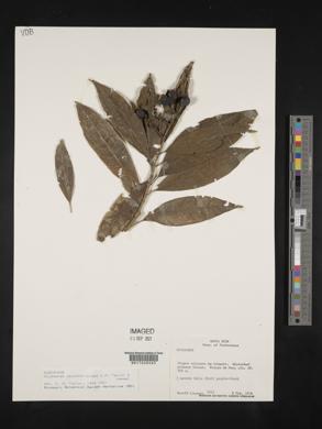 Palicourea psychotrioides image