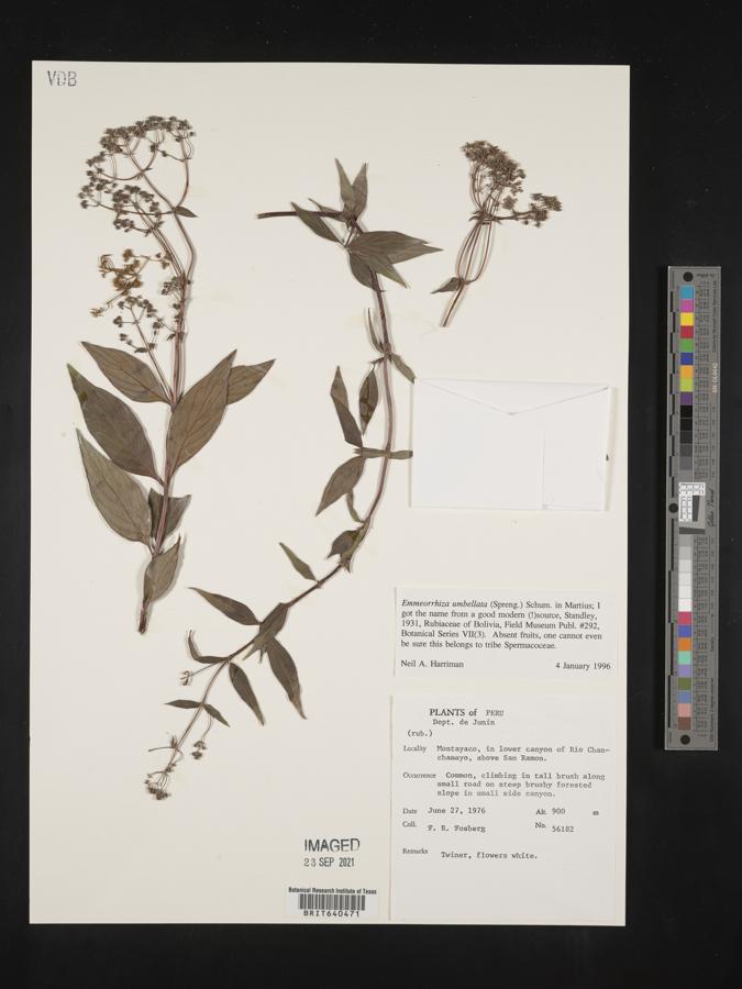 Emmeorhiza image