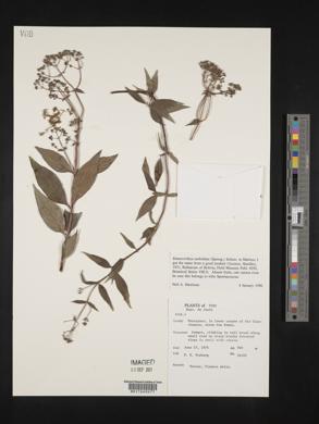 Emmeorhiza umbellata image