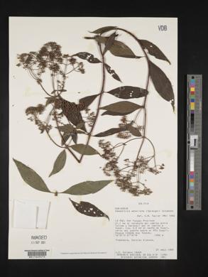 Emmeorhiza umbellata image