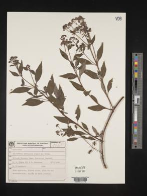 Emmeorhiza umbellata image