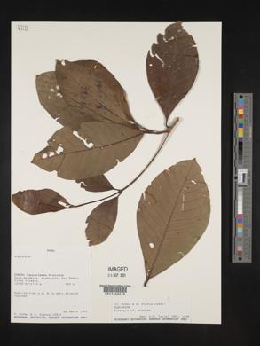 Elaeagia arborea image