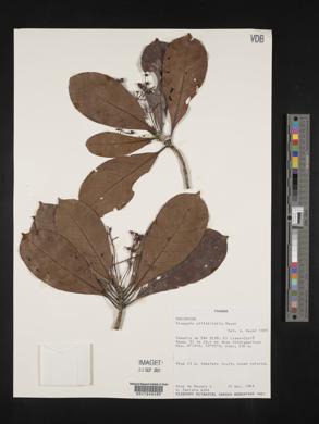 Media resource of Elaeagia nitidifolia