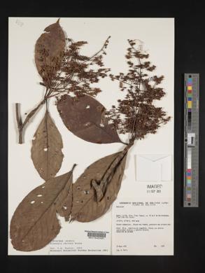 Elaeagia mariae image