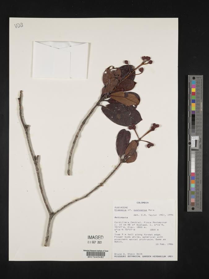 Elaeagia pastoensis image