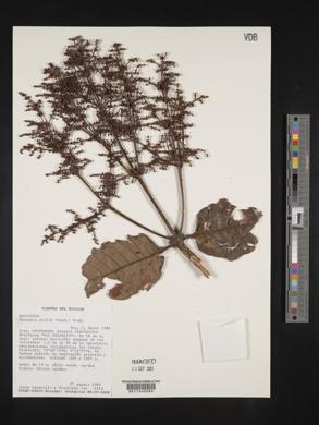 Elaeagia utilis image