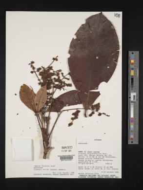 Elaeagia utilis image
