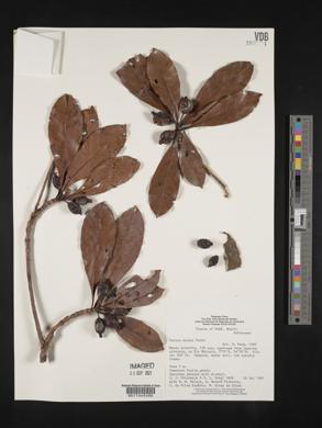 Duroia duckei image