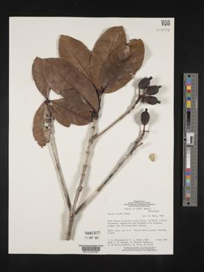 Media resource of Duroia duckei