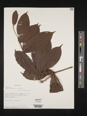 Duroia hirsuta image