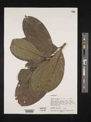 Duroia hirsuta image