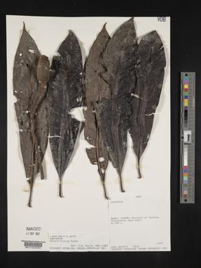 Image Associated With the Occurence