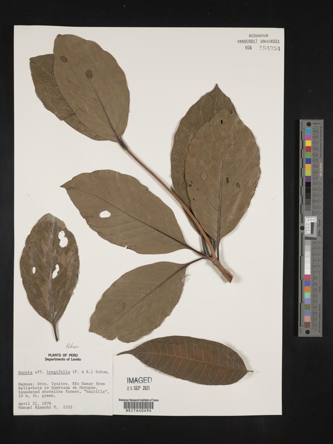 Duroia longifolia image
