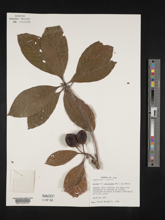 Duroia longifolia image