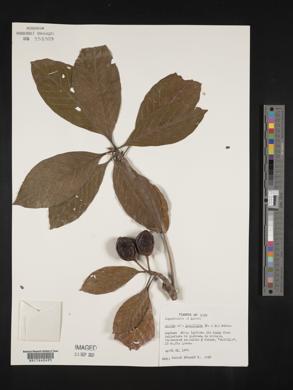 Media resource of Duroia longifolia