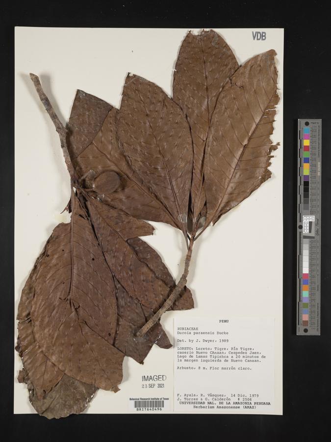 Duroia paraensis image