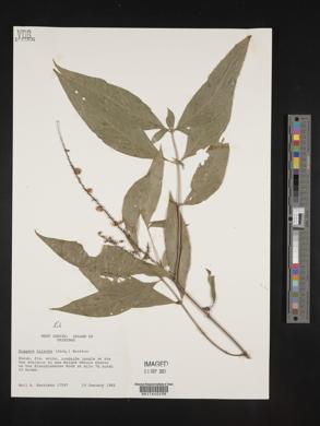 Media resource of Duggena hirsuta