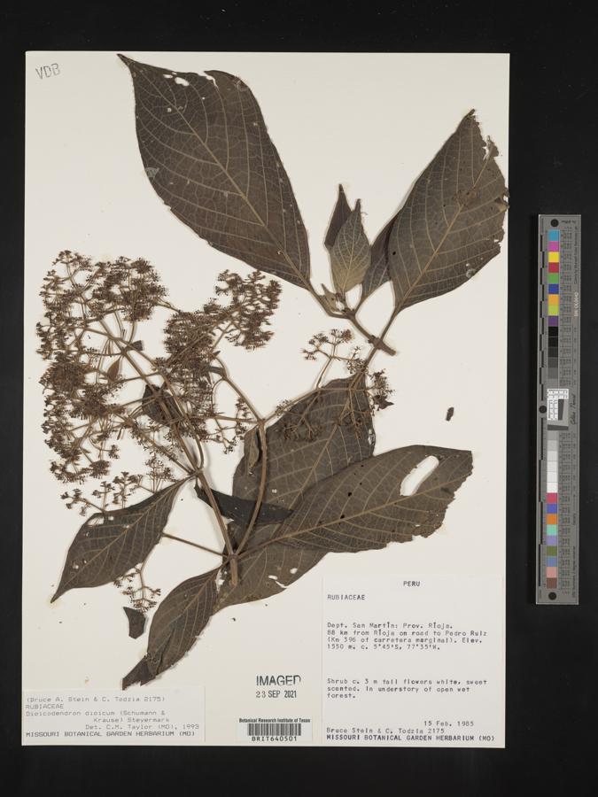 Dioicodendron image