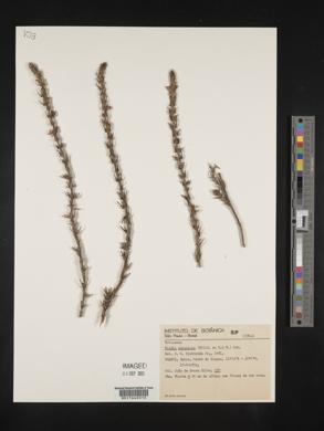 Diodia apiculata image