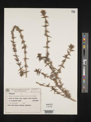 Diodia apiculata image