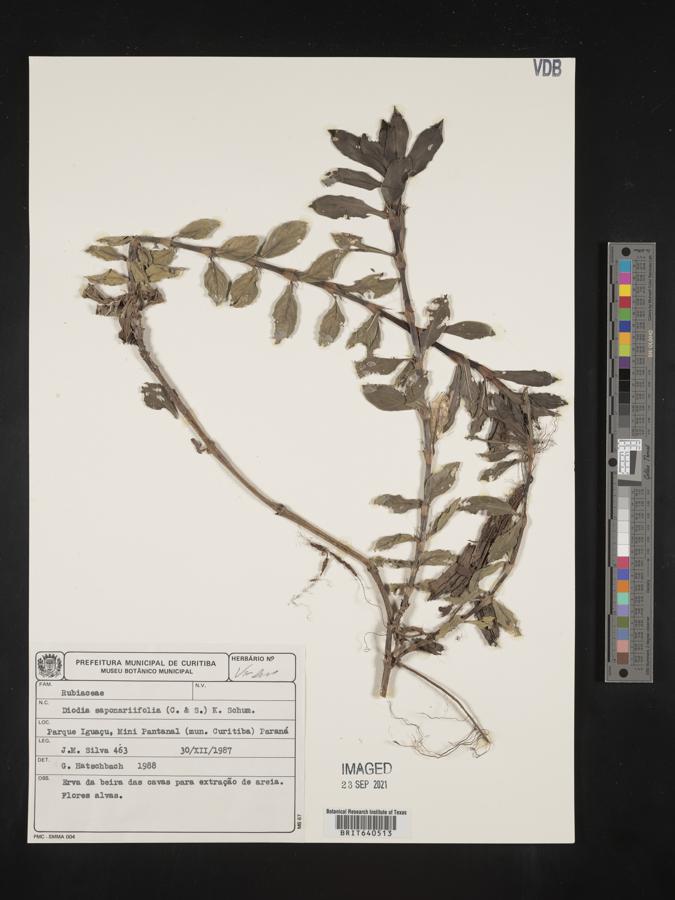 Diodia saponariifolia image