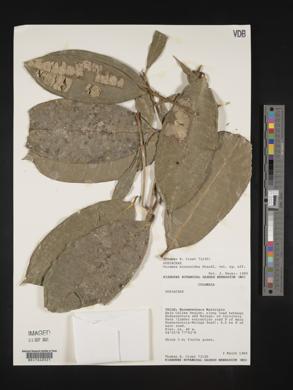 Faramea miconioides image