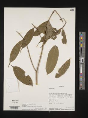 Faramea miconioides image