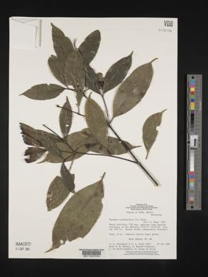Faramea occidentalis image