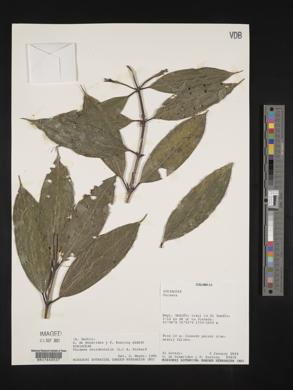 Faramea occidentalis image